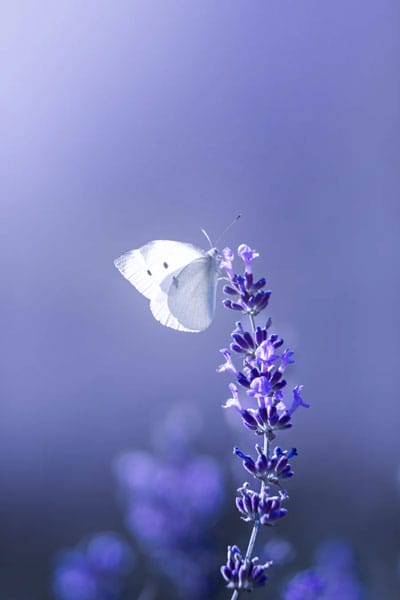 A white butterfly sitting on a purple flower, symbolizing an alternate to talk therapy in mental health services.